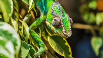 Afinal, a distro SUSE Linux é paga ou gratuita?
