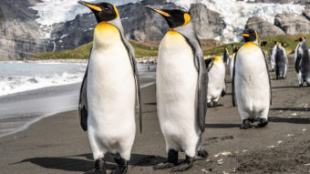 O que é Linux? [Guia para iniciantes]
